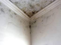 Best Forensic Mold Investigation  in Kdeer, IL